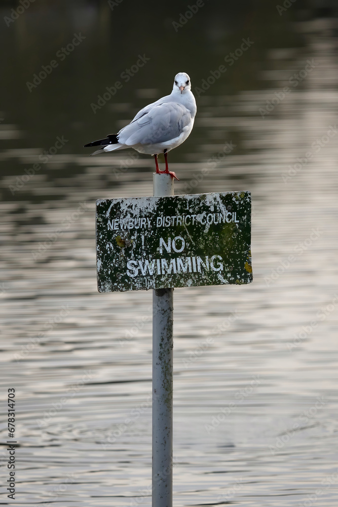 Poster a black headed gull is perched on top of a council sign stating no swimming. the sign is positioned 
