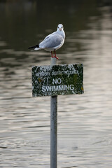 A black headed gull is perched on top of a council sign stating no swimming. The sign is positioned in the lake and the gull is looking at the camera. - 678314703