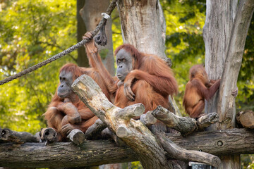 Sumatran Orangutan in Zoological Garden in Leipzig. Pongo Abelii is a Critically Endangered Primate. Wild Animals in Zoo.