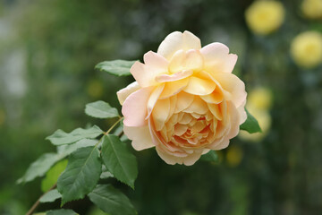 Flower of Yellow Rose in the summer garden. Yellow Roses with shallow depth of field. Beautiful Rose in the sunshine. Yellow garden rose on a bush in a summer garden. 