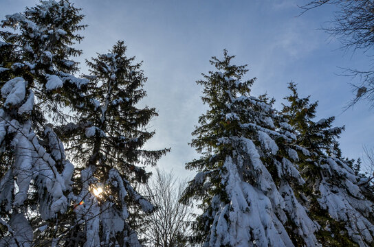 snow covered pine trees