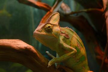 Veiled chameleon, Chamaeleo Calyptratus, sitting on a branch of a tree in a terrarium of a zoo