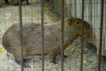 Capybara, Hydrochoerus Hydrochaeris, standing in an aviary of zoo