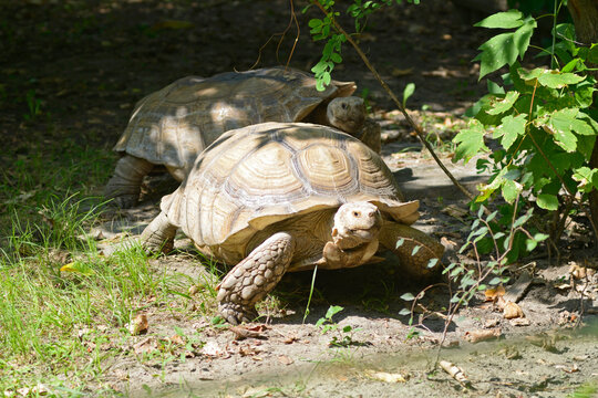 African spurred tortoises, Geochelone Sulcata, eating grass in an aviary of zoo.