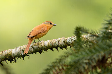 robin in the forest
