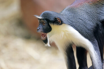 Diana monkey (Cercopithecus diana) portrait, close-up
