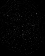 Fototapeta premium Black and white spider web, completely covered with frost droplets