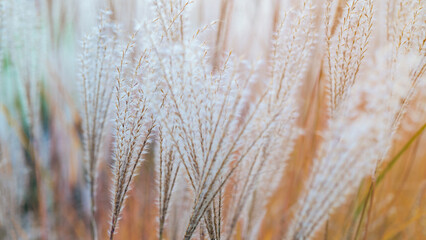 Close-up of beautiful ornamental grasses. White grass feathers. Autumn colors.