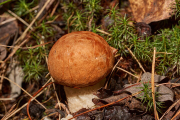 A walk in the forest for mushrooms. Orange-cap boletus is a common name for several species of fungi of the genus leccinum (Lat. Leccinum).