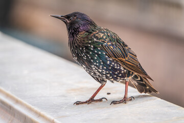 The common starling or Sturnus vulgaris or the European starling. Sitting on the fence in the garden in springtime.