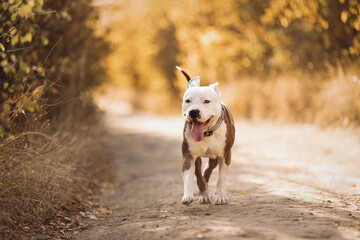 Portrait of a smiling American Staffordshire Terrier against the background of an autumn forest....