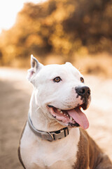 Portrait of a smiling American Staffordshire Terrier against the background of an autumn forest. Cozy natural atmosphere. Best friend for people Pet frendly concept