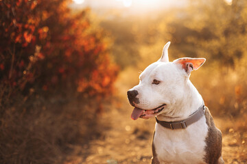 Portrait of a smiling American Staffordshire Terrier against the background of an autumn forest....