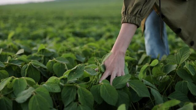 Soybean agriculture. Unrecognisable female farmer touches green soybean plants leaves. Agronomist controls, checks and examines soya cultivation and future harvest. Agribusiness and farming concept
