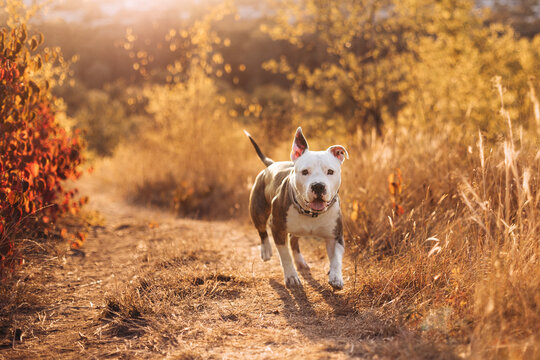 Portrait of a smiling American Staffordshire Terrier against the background of an autumn forest. Cozy natural atmosphere. Best friend for people Pet frendly concept