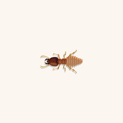 vector illustration of termites