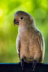Salmon-crested cockatoo