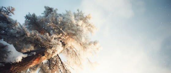 Upward view of snow-covered pine trees against a clear sky