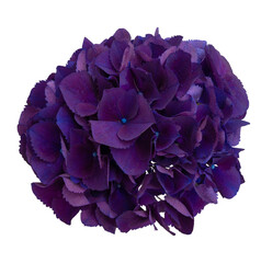 Top view of fresh dark purple hydrangea on white background, isolated flower for brush or decoration and design.