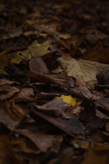 fallen autumn leaves