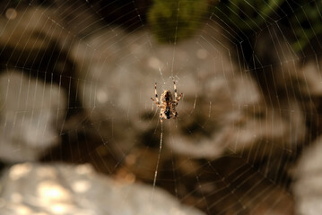 Spider spinning web