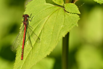 red damselfly 