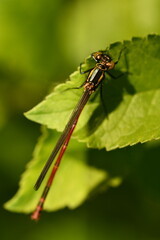 red damselfly 