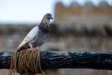 Pigeon sitting on a wooden fence.