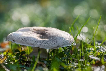 Crédence de cuisine en verre imprimé Herbe mushroom in the grass with dew and bokeh. shallow depth of field