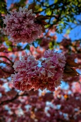 Cherry Blossom Flowers