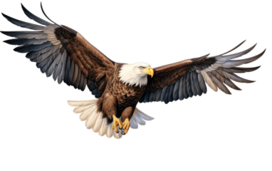 Beautiful Bald Eagle Isolated On a Clear Surface or PNG Transparent Background.