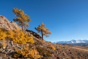 Color of the autumn in a valley. Autumn contrasts. Two larch trees on an autumn mountain slope...