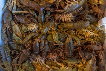 Raw crab , fresh seafood crab at the seafood market,