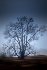 Fototapeta na wymiar Silhouettes of trees in the fog. Dramatic landscape.