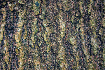 closeup of tree bark, ideal for texture backgrounds