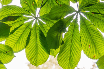 Fototapeta na wymiar Green Chestnut Leaves in beautiful light. Spring season, spring colors.