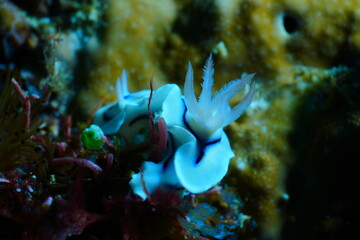 Chromodoris willani