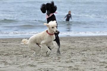 two dogs playing on the beach