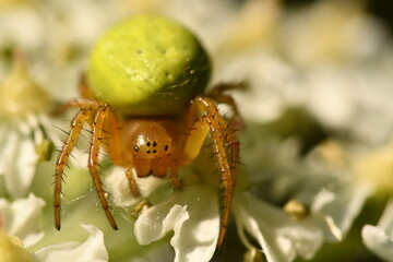 spider on a flower