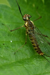 macro of a may fly
