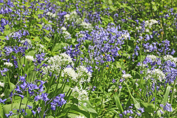  Bluebells and wild garlic flowering in a wood