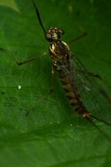 macro of a may fly