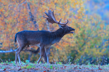 roaring fallow deer stag