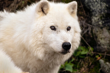 Obraz premium Arctic Wolf, polar wolf,white wolf, Omega Park, Quebec, Canada, captive