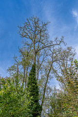 Autumn tree on the background of blue sky, autumn landscape