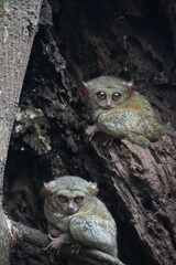 Tarsians of Tangkoko