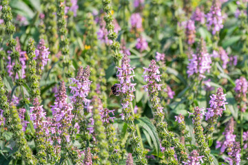 Obraz premium Close up of stachys officinalis, Betonica officinalis foliage.