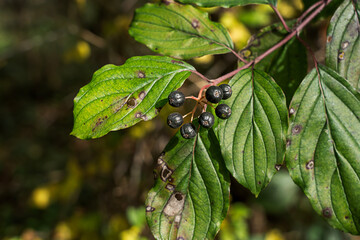 Close-up shot of black berries on a bush in autumn