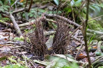 Bower of masked bowerbird or Sericulus aureus observed in West Papua, Indonesia