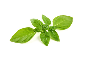 Fresh organic basil leaves, isolated on white background.